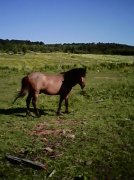 Poney male.