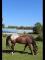 Appaloosa versatile - Vendu, merci ! 