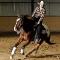 Appaloosa versatile - Vendu, merci ! 