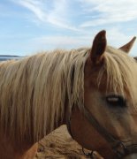Haflinger hongre 14 ans pure race