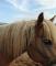 Haflinger hongre 14 ans pure race