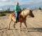 Haflinger hongre 14 ans pure race