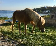 Haflinger hongre 14 ans pure race