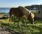Haflinger hongre 14 ans pure race