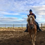 Haflinger hongre 14 ans pure race