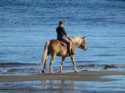 Haflinger hongre 14 ans pure race