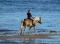 Haflinger hongre 14 ans pure race