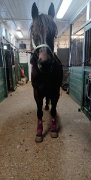 Tres bon cheval à vendre