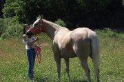 Jument QH Palomino 16 ans