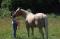Jument QH Palomino 16 ans
