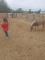 Petite Mule et sa maman ponette