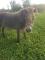 Petite Mule et sa maman ponette