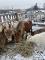 Petite Mule et sa maman ponette