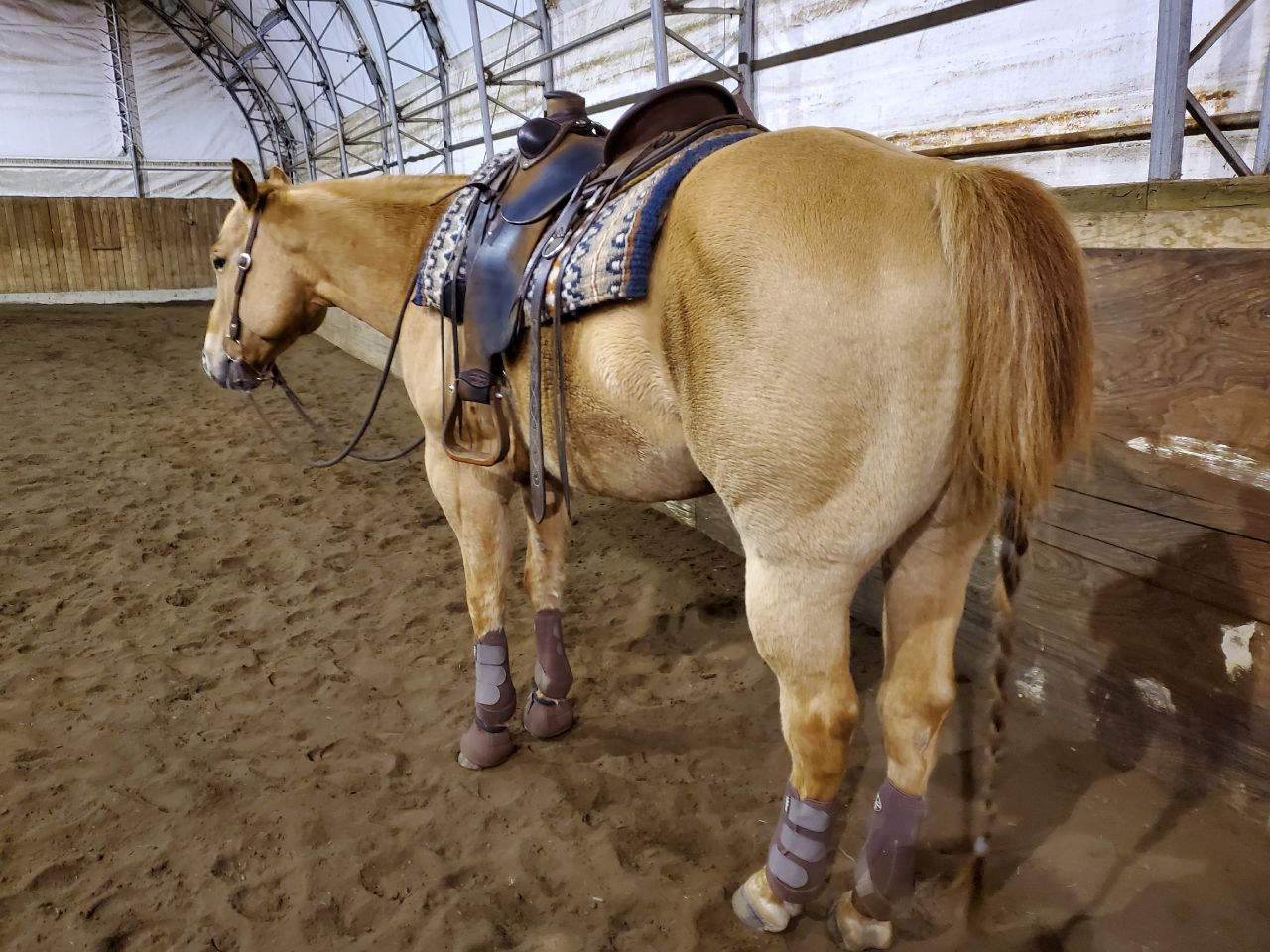 Guelding 8 ans Red Dun