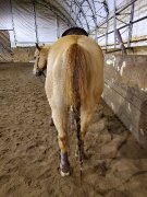 Guelding 8 ans Red Dun