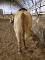 Guelding 8 ans Red Dun