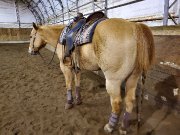 Guelding 8 ans Red Dun
