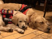 Chiots Golden retriever lignée dassistance...