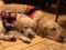 Chiots Golden retriever lignée dassistance...