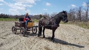 Cheval canadien / arabe