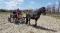 Cheval canadien / arabe