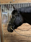 Bride dressage simple et double