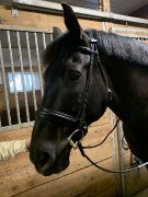 Bride dressage simple et double