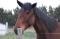 Recherche Tp ou Dp sur cheval 6 ans (66)