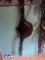 Sangle bavette Bruno Delgrange