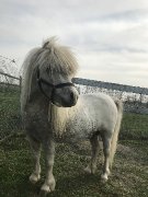 Poney étalon