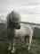 Poney étalon