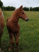 poulain