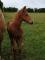 poulain