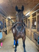 Cheval à vendre | urgent | prix négociable