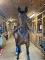 Cheval à vendre | urgent | prix négociable