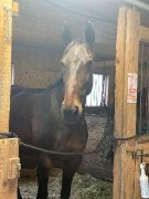 Cheval à vendre | urgent | prix négociable