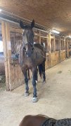 Cheval à vendre | urgent | prix négociable