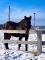 Cheval à vendre | urgent | prix négociable