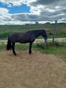 Canadien hongre de 6 ans à vendre
