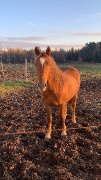 Poulain canadien enregistré