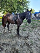 Cheval 2 ans PAINT enregistrer 