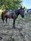 Cheval 2 ans PAINT enregistrer 