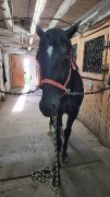 Cheval 2 ans PAINT enregistrer 