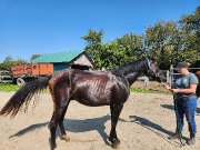 Cheval 2 ans PAINT enregistrer 