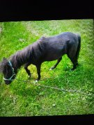 Mini cheval femelle