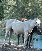 Pouliche QH, PP, palomino de 2021 à vendre