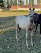 Pouliche QH, PP, palomino de 2021 à vendre