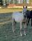 Pouliche QH, PP, palomino de 2021 à vendre