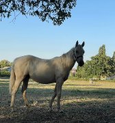 Pouliche QH, PP, palomino de 2021 à vendre