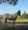 Pouliche QH, PP, palomino de 2021 à vendre